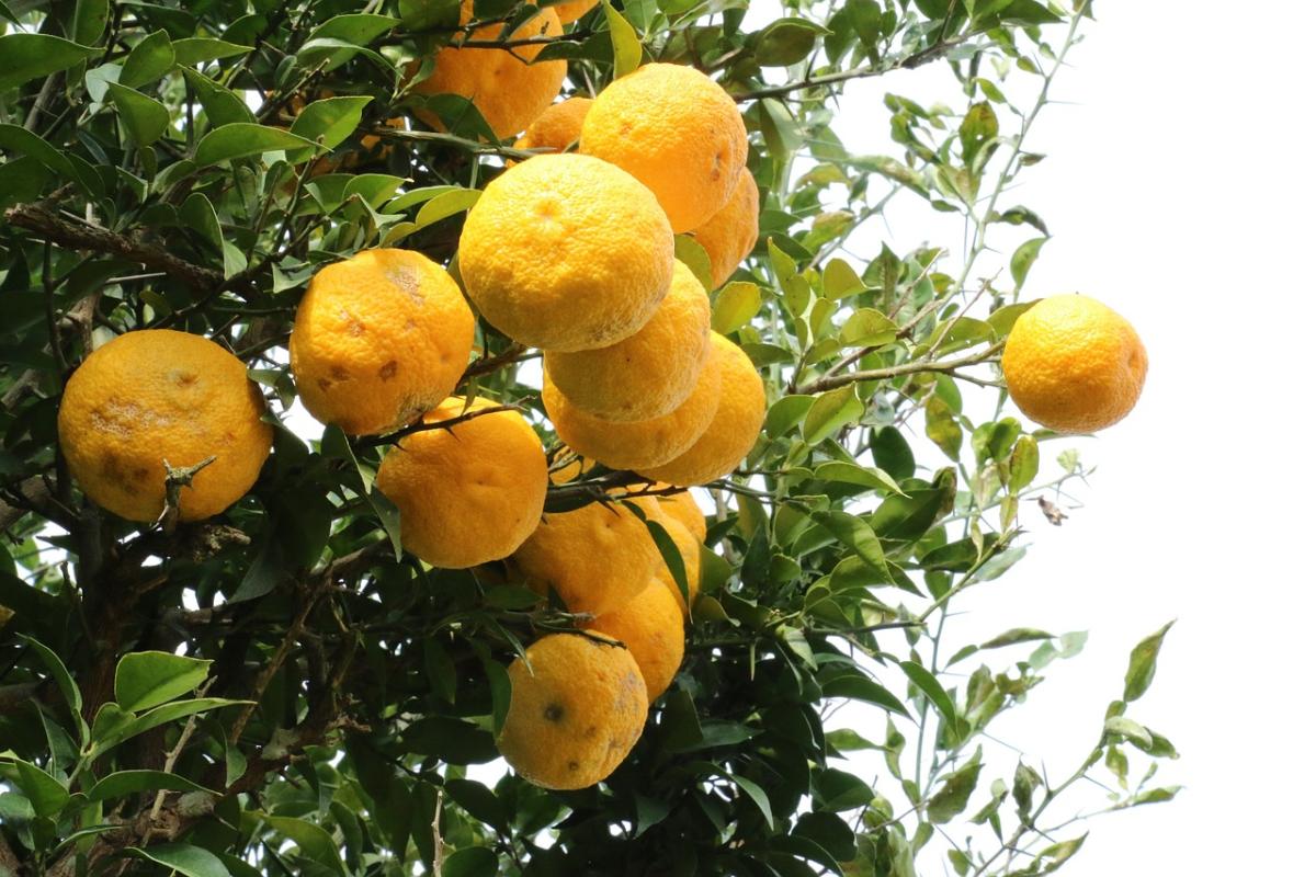 Come si mangia il cedro: idee  e consigli