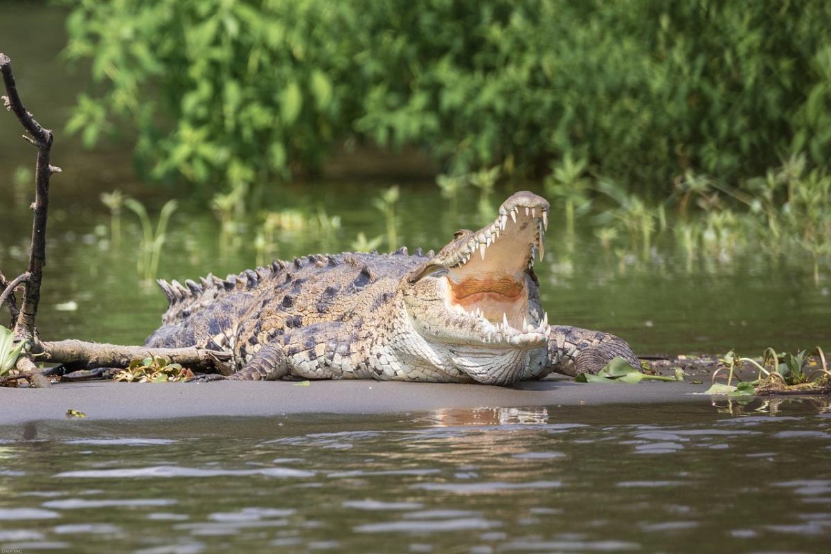 Florida, donna uccisa da alligatore mentre era a passeggio con il s…