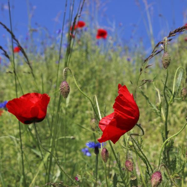 Buongiorno arrivederci maggio 2024: frasi di buon fine mese