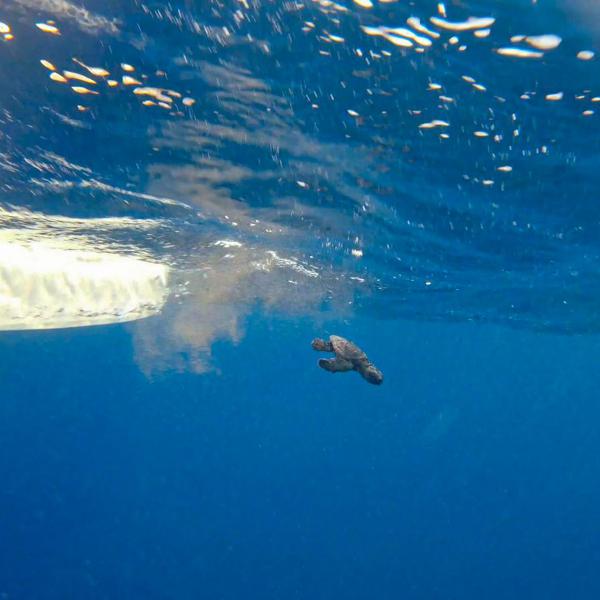 Inquinamento: Terracina rischia di perdere la bandiera blu