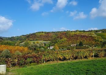 Torna la Festa del Vino del Monferrato Unesco