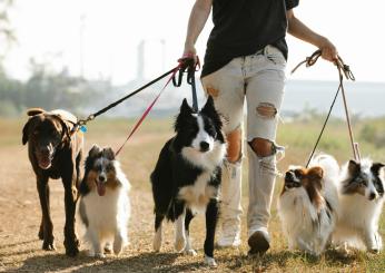 Come scegliere il dog sitter? Quali caratteristiche deve avere e quanto tempo affidargli il cane