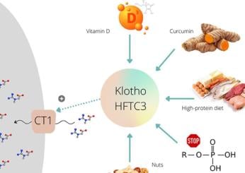 Cos’è Klotho, la nuova proteina per la longevità e anti-invecchiamento