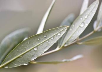 Domenica delle Palme, perché si benedice l’ulivo e non le palme?