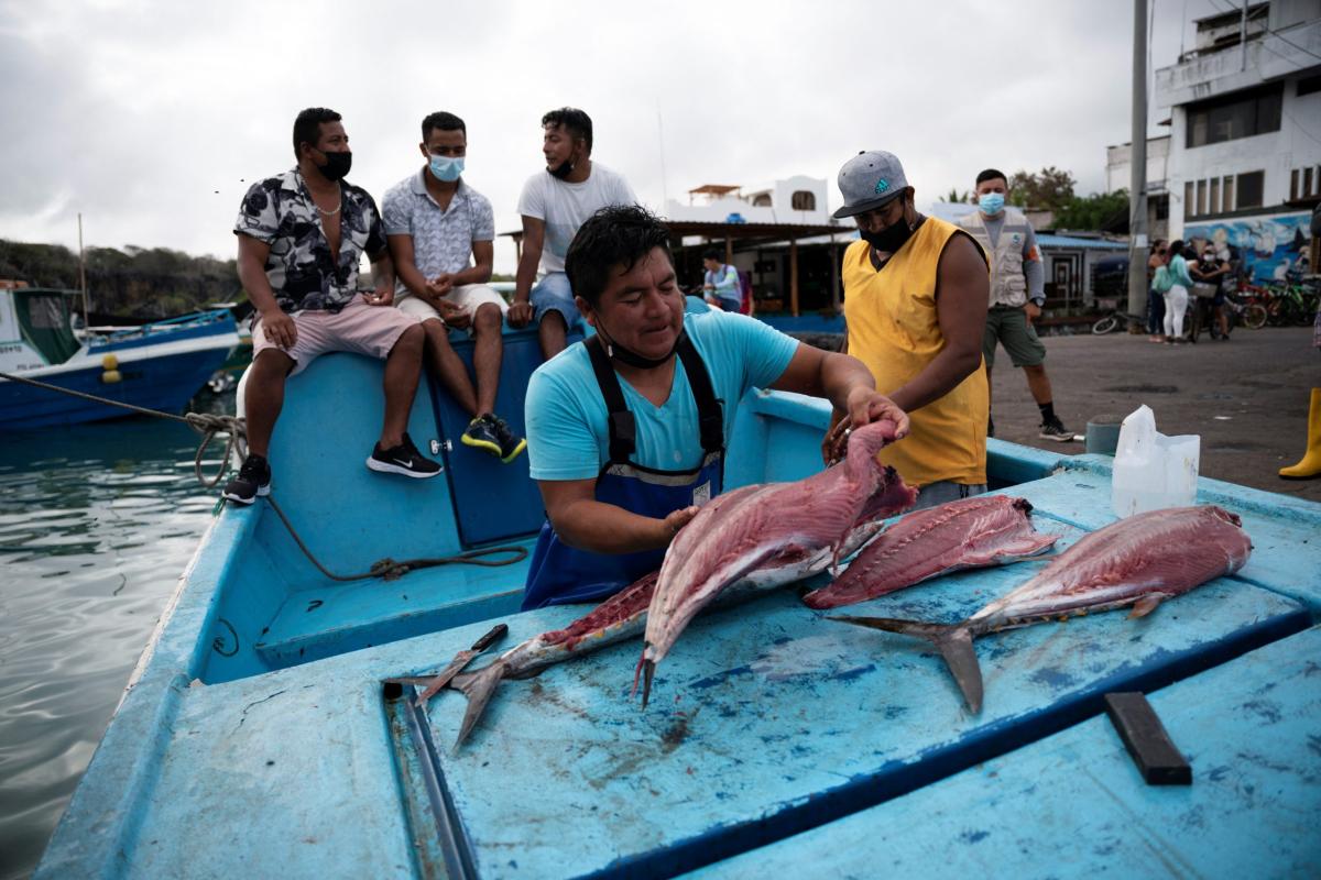 Isole Galapagos, ampliata la riserva marina