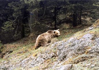 Orsa Amarena, indagato l’uomo che l’ha uccisa. Il suo avvocato: “Tr…