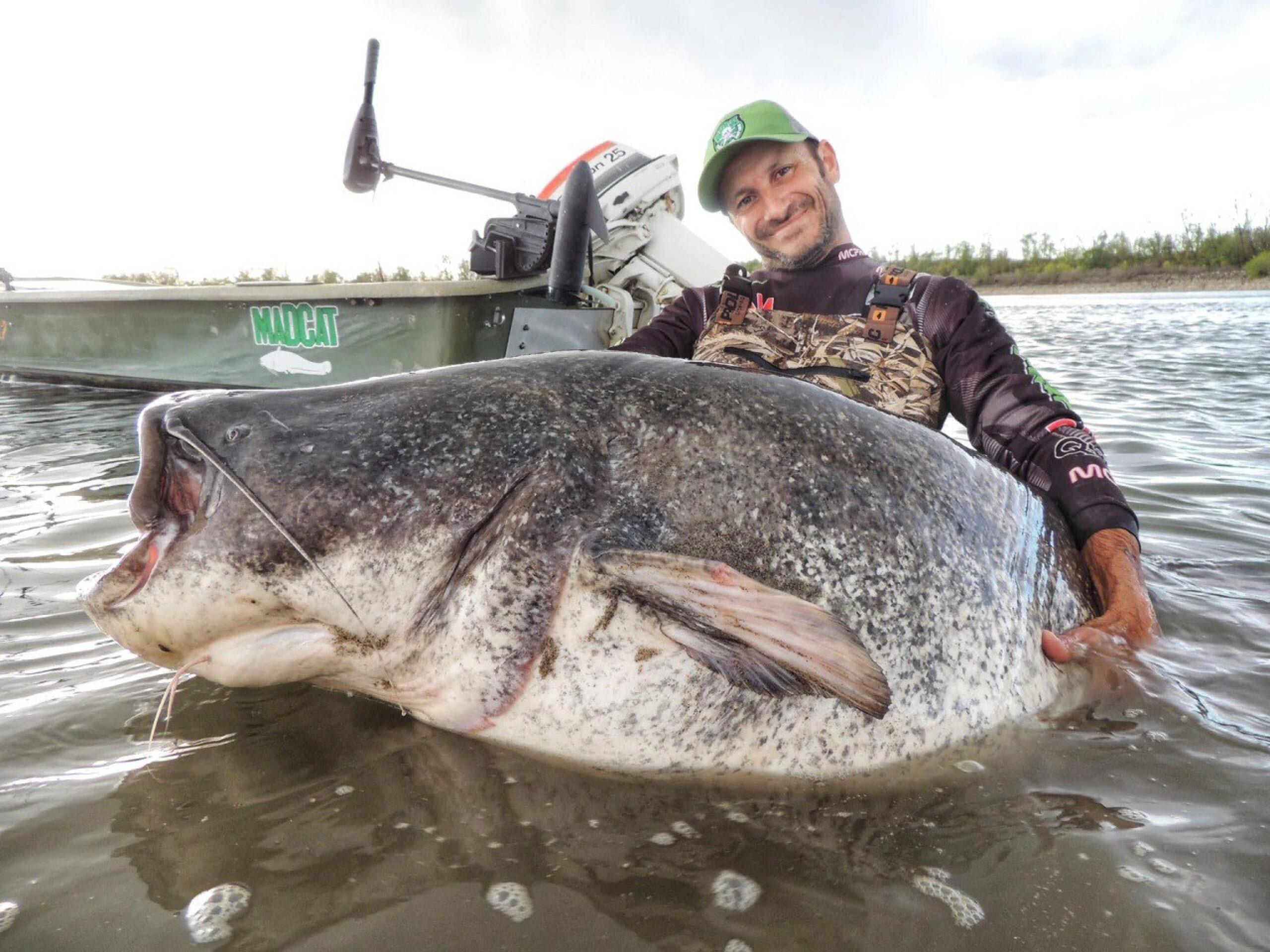 Pesce siluro gigante pescato nel Po. E’ record per peso e grandezza. Le foto e i video sono incredibili