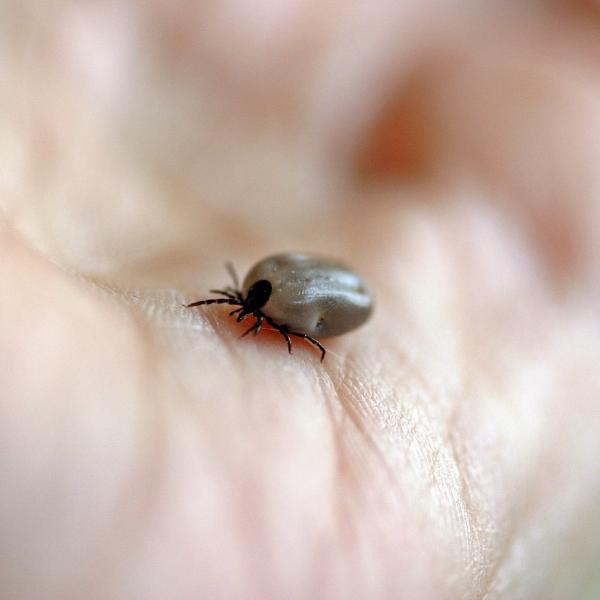 Febbre mucolosa delle Montagne Rocciose: cos’è e quali sono i sintomi della malattia che negli Usa ha provocato 3 decessi