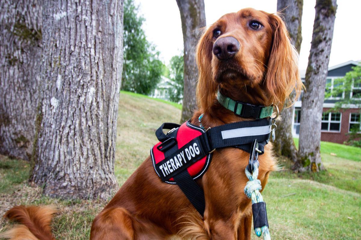 Come si svolge la Pet Therapy, quali sono i benefici e quanto costa una seduta