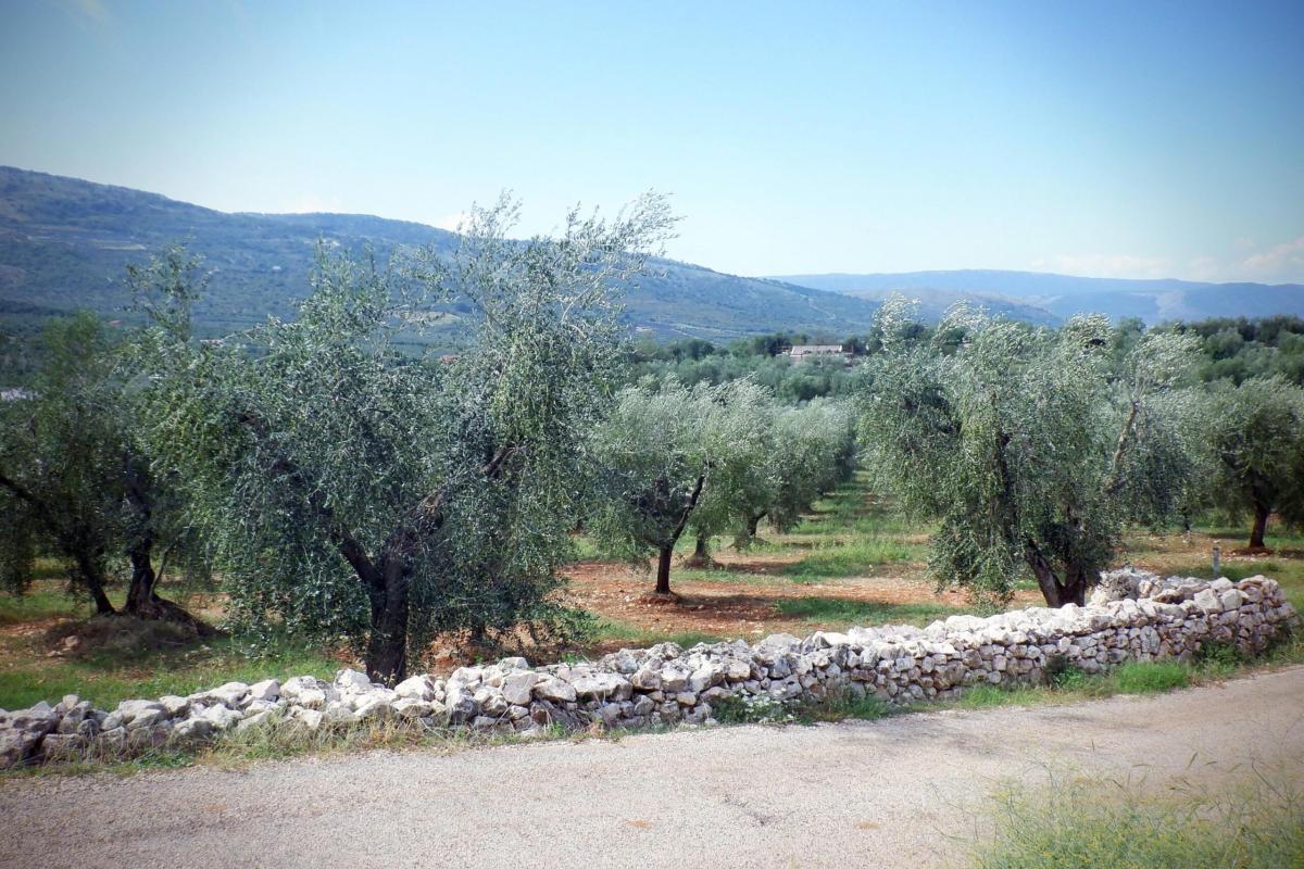 L’olio d’oliva scarseggia e aumentano costi: ecco perché