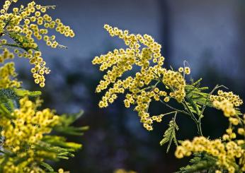 Festa delle donne mimose: limitata la produzione a causa della sicc…