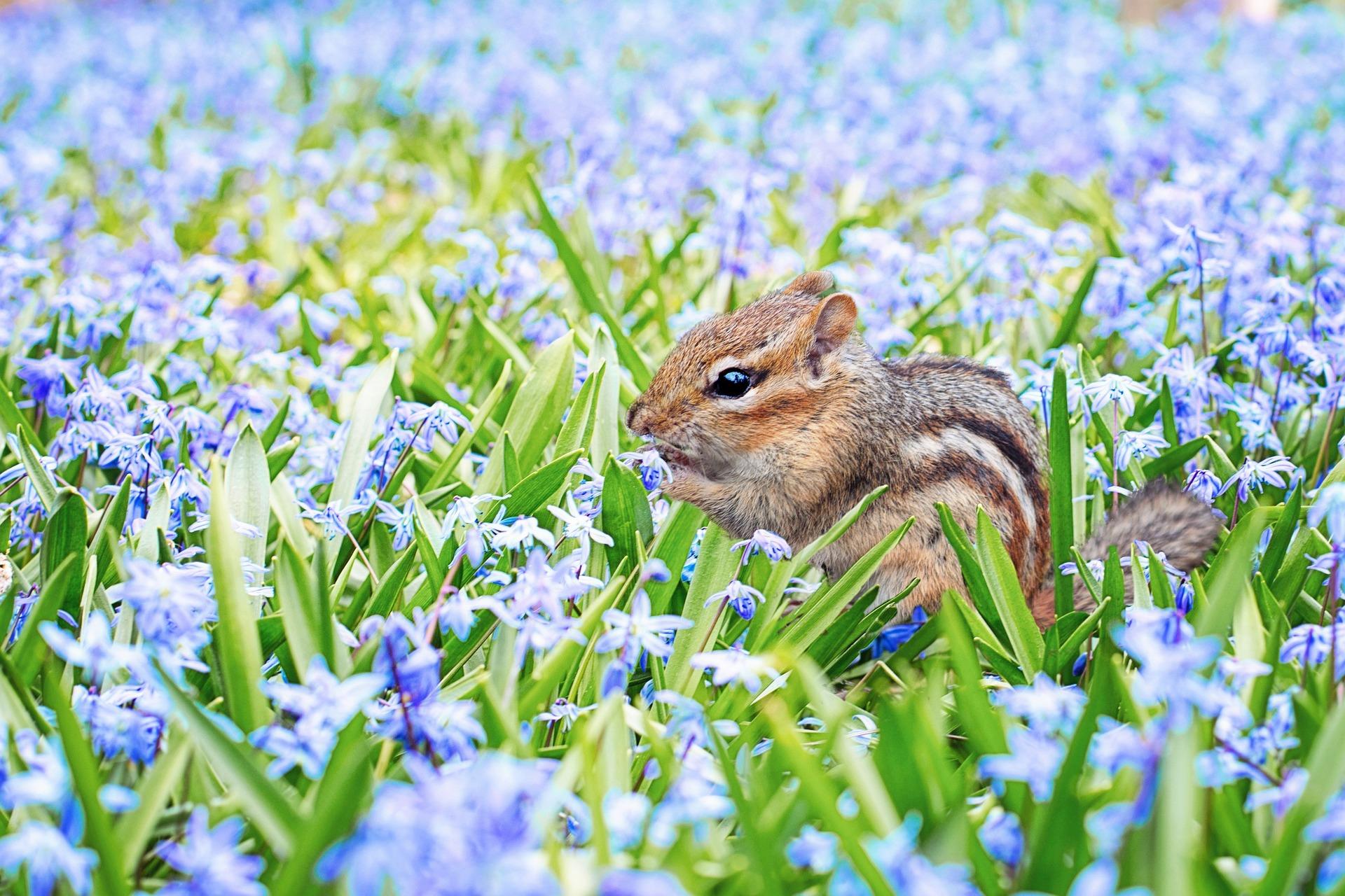 Quando arriva la primavera 2023? La data, le festività, le previsioni