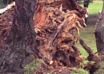 Roma, tre adolescenti feriti dopo la caduta di un albero a San Basilio