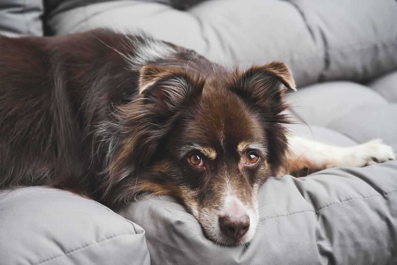 Quando è obbligatorio il vaccino antirabbico per il cane?