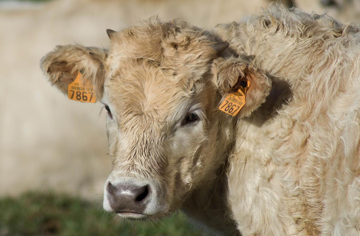 Tubercolosi bovina: cos’è, come si manifesta e quali sono i rischi …