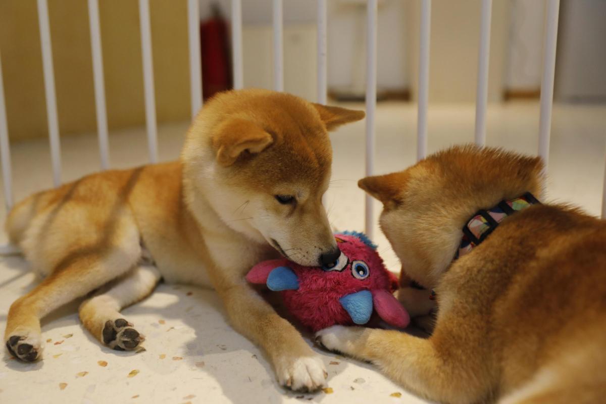 Shiba Inu, tutto sul cane che compare nel nuovo logo di Twitter vol…