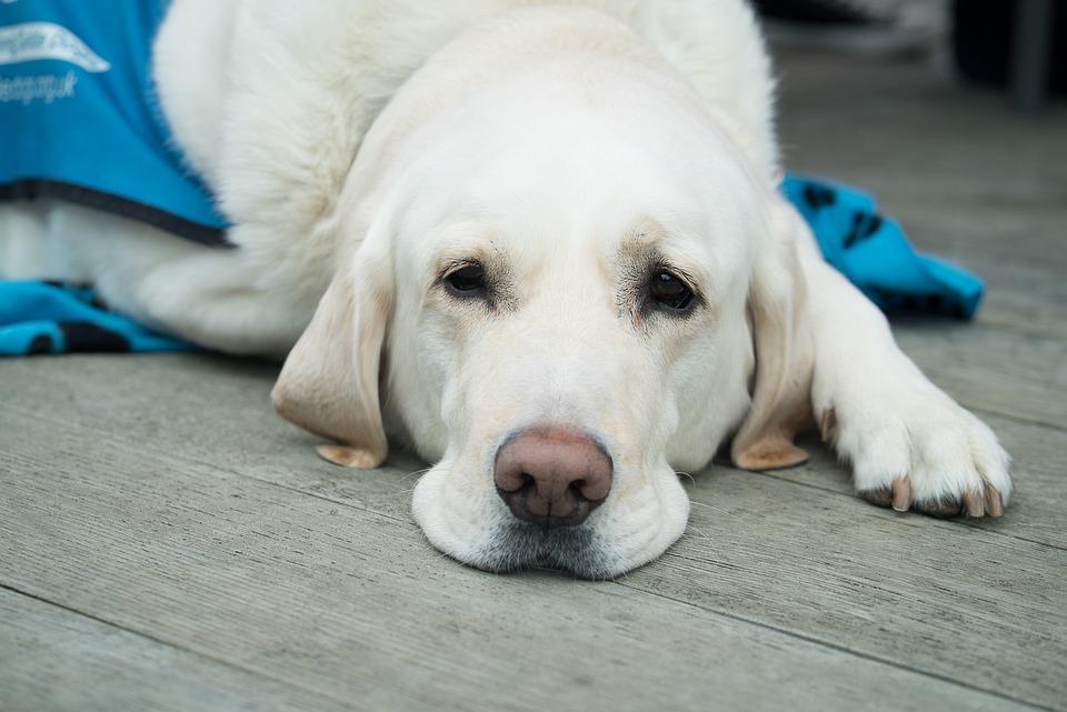 Bologna, la denuncia di un’ipovedente: “Nessuno mi affitta casa, non vogliono il cane guida”