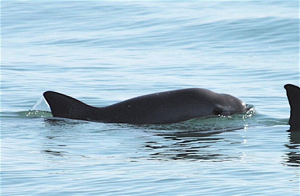 Cos’è la vaquita e perché questo cetaceo è a rischio estinzione