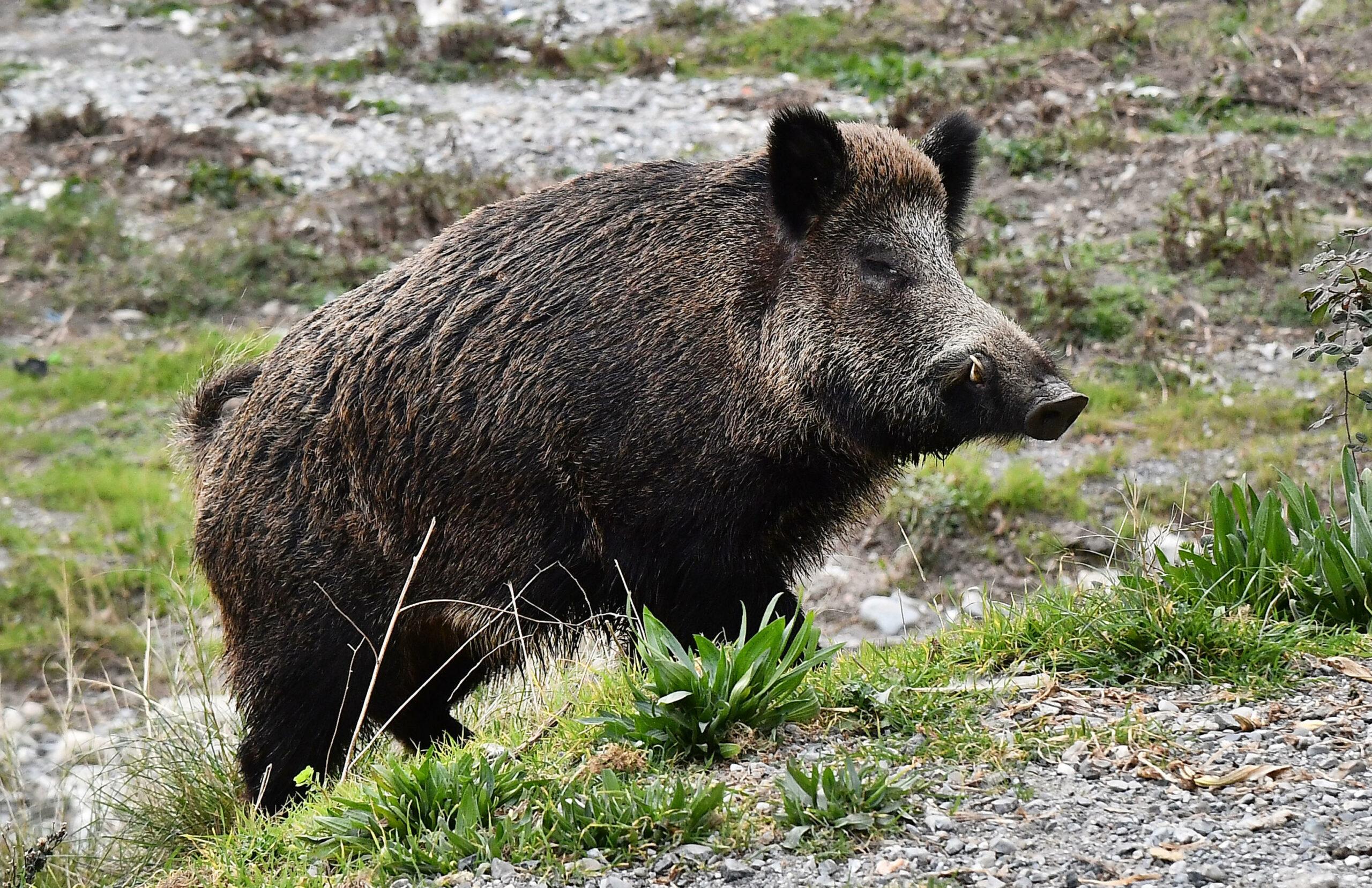 Caserta, incidente di caccia su Monte Maggiore: uomo spara al suo amico scambiandolo per un cinghiale, morto 62enne