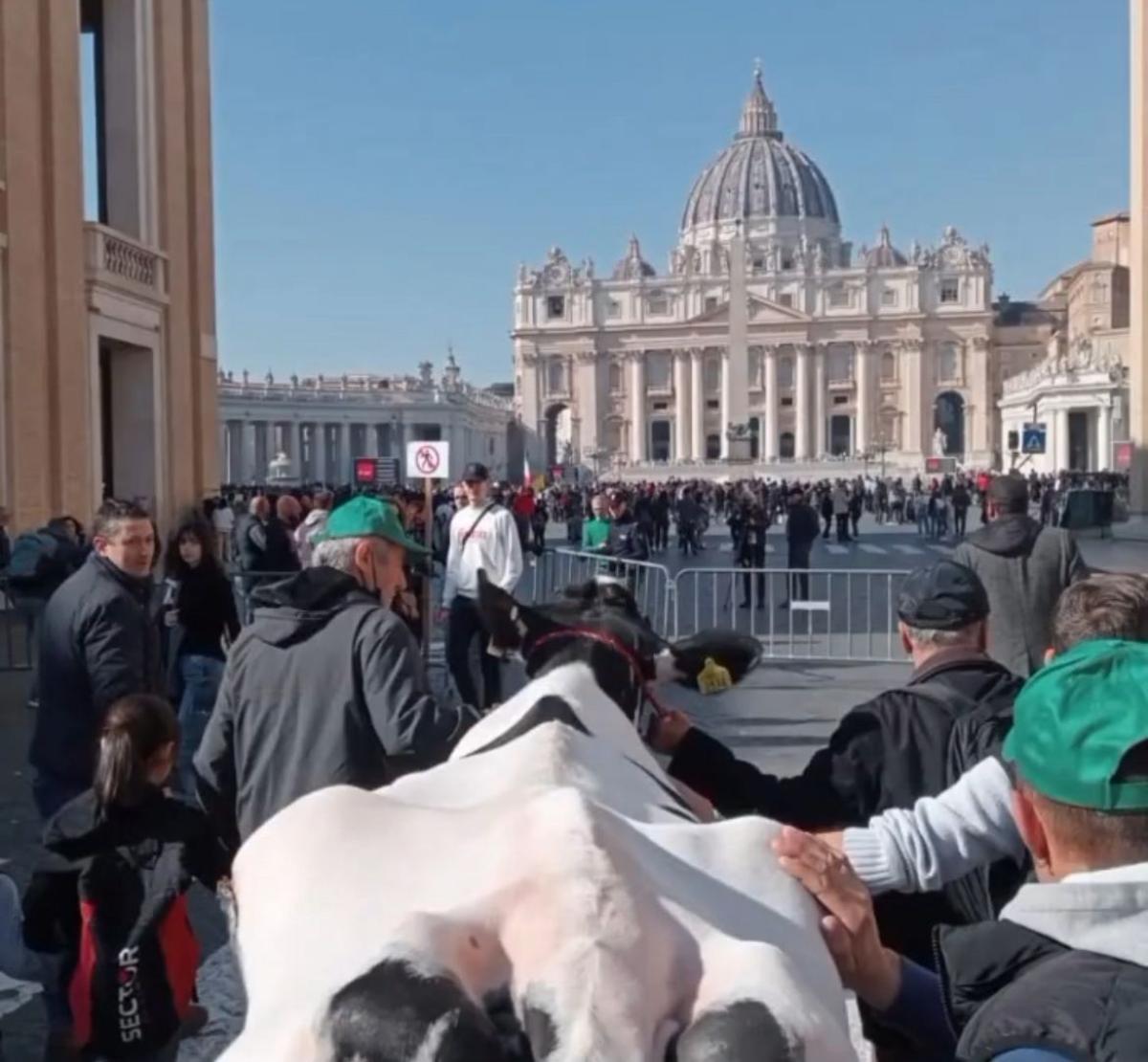 Mucca Ercolina, da Sanremo a Piazza San Pietro per la benedizione di Papa Francesco