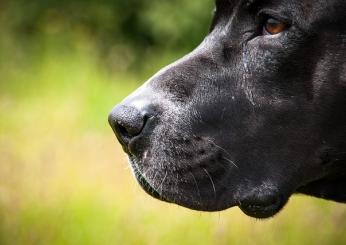 Palermo, morto il cane bruciato vivo dal padrone: “Aron ha lottato fino alla fine”