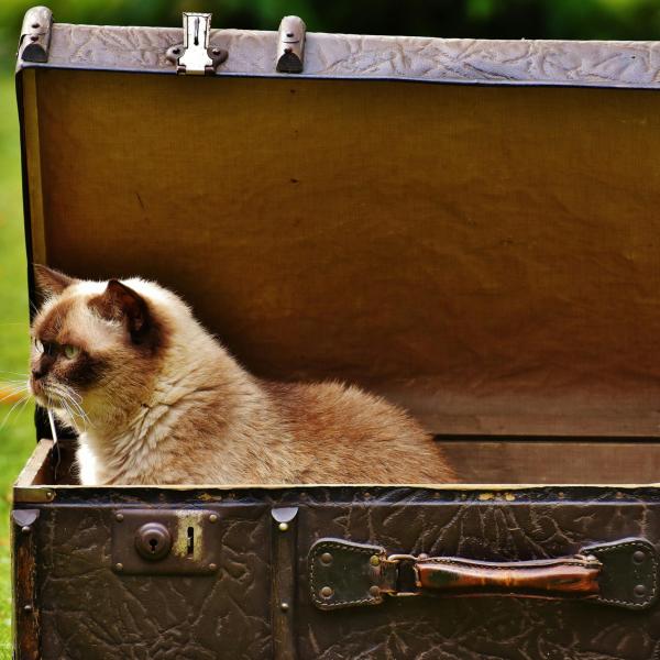 In viaggio con il gatto: come prepararsi alla partenza e agli spostamenti