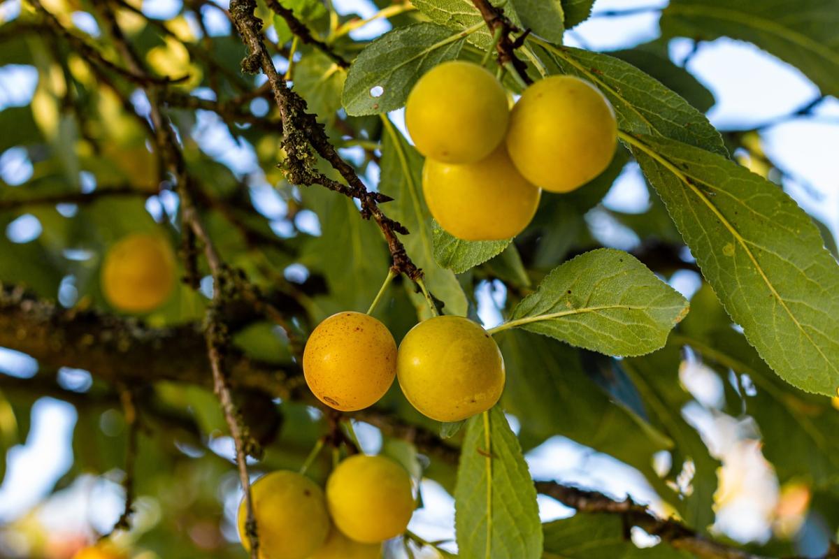 Fantastici gusti nostrani: due ricette con le susine gialle