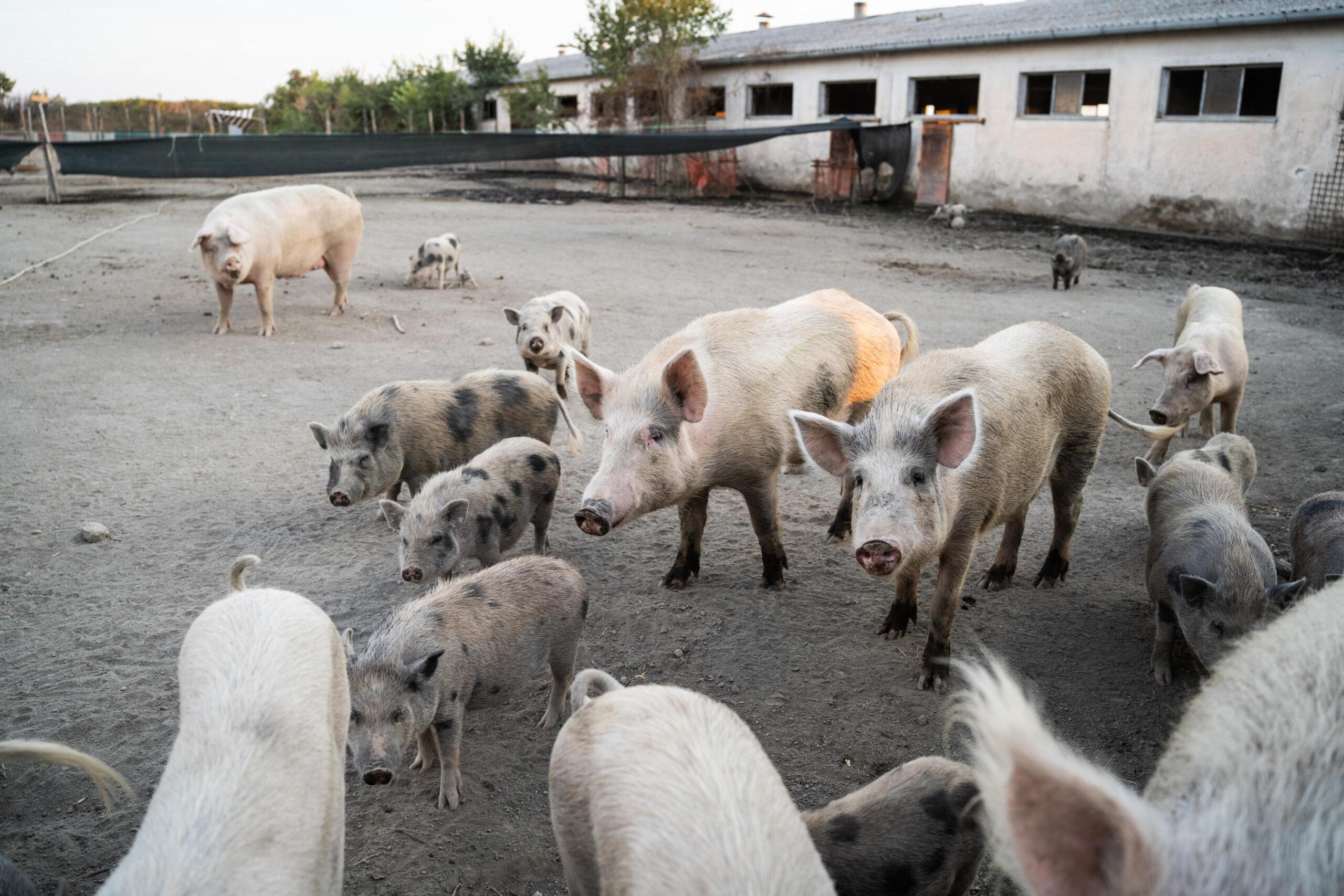 Nuovo allarme peste suina, 16 casi tra Piemonte e Liguria