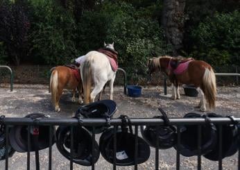 Francia, incendio in un allevamento equino nel Calvados: morti 70 cavalli a Bernesq, indagini in corso