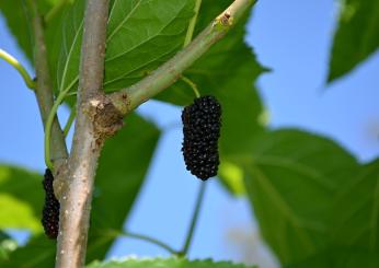 Sapori d’infanzia con la marmellata di more di gelso