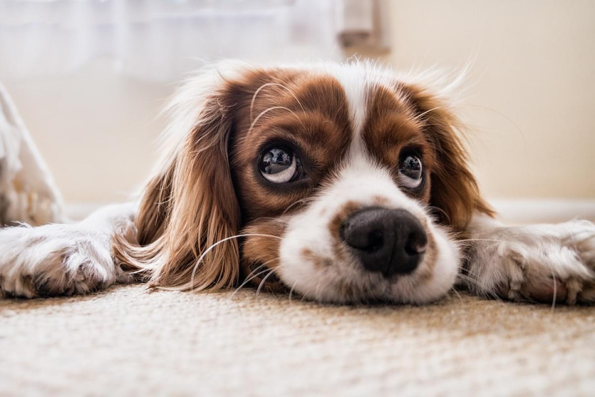 Perché il cane trema? Come calmarlo e quando preoccuparsi