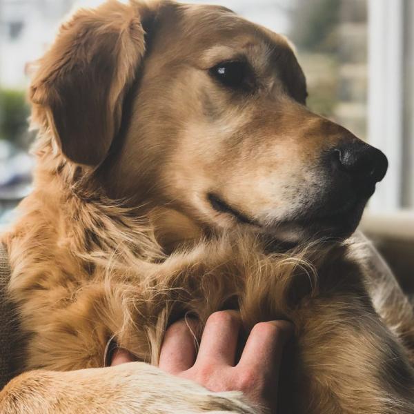 Quali sono i sintomi di demenza nei nostri animali domestici?