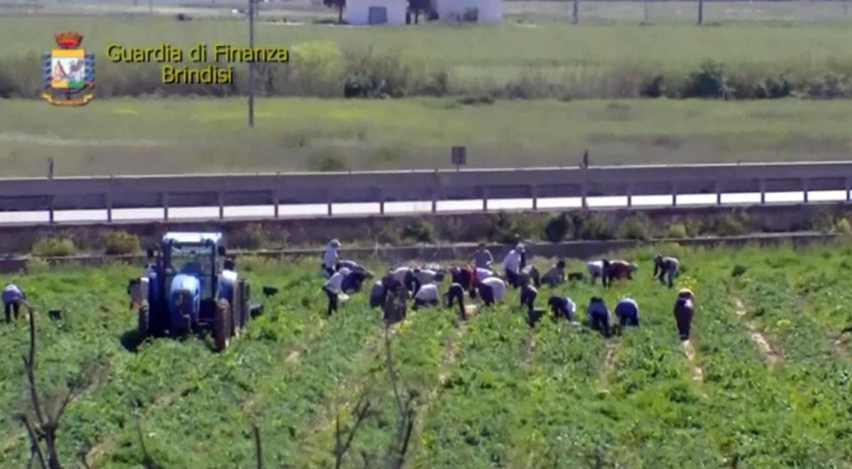 Cig caldo, emendamento di Lega e FdI in Dl Agricoltura ma solo per chi ha contratto. M5s: “Un bluff. Restano fuori braccianti a giornata e stagionali”