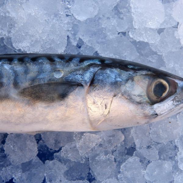 3 ricette con lo sgombro fresco da portare in tavola assolutamente