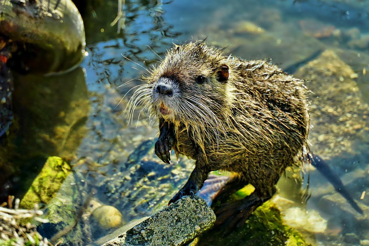 La carne di nutria è commestibile? Dove si mangia? Che sapore ha? Ecco le principali ricette