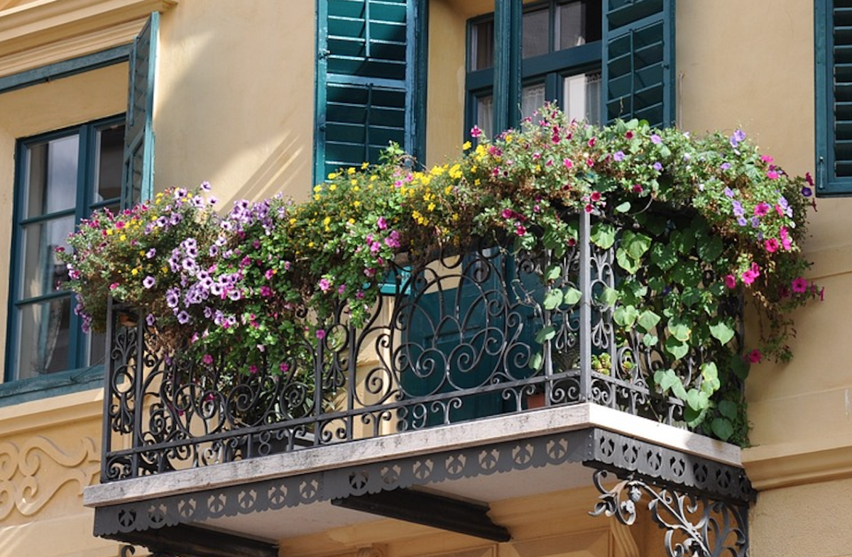 Come ottenere un balcone fiorito? Quali piante scegliere in primavera