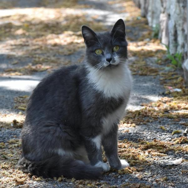 Cosa fare se il gatto ha una zecca?