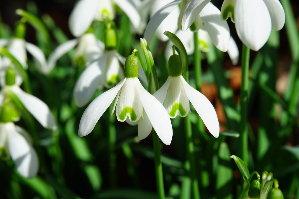 Quali sono i fiori d’inverno? I più resistenti per giardini, aiuole…