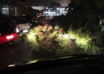 Maltempo a Palermo, cade un albero secolare: auto distrutte e traffico in tilt