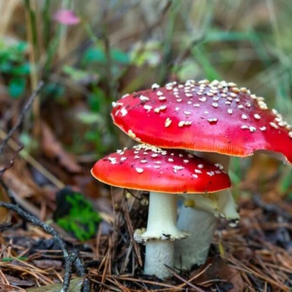 Quali sono i sintomi dell’avvelenamento da funghi e cosa fare se succede