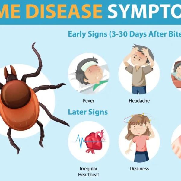 È iniziata la sperimentazione finale del vaccino contro la malattia di Lyme