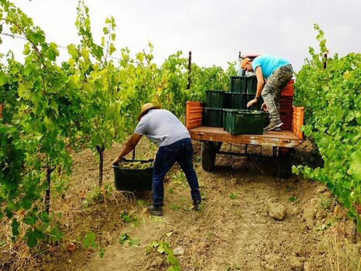 Agricoli, si può lavorare se si prende l’indennità di disoccupazion…