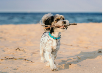 La sabbia è nociva per il cane? A cosa fare attenzione in riva al mare con Fido