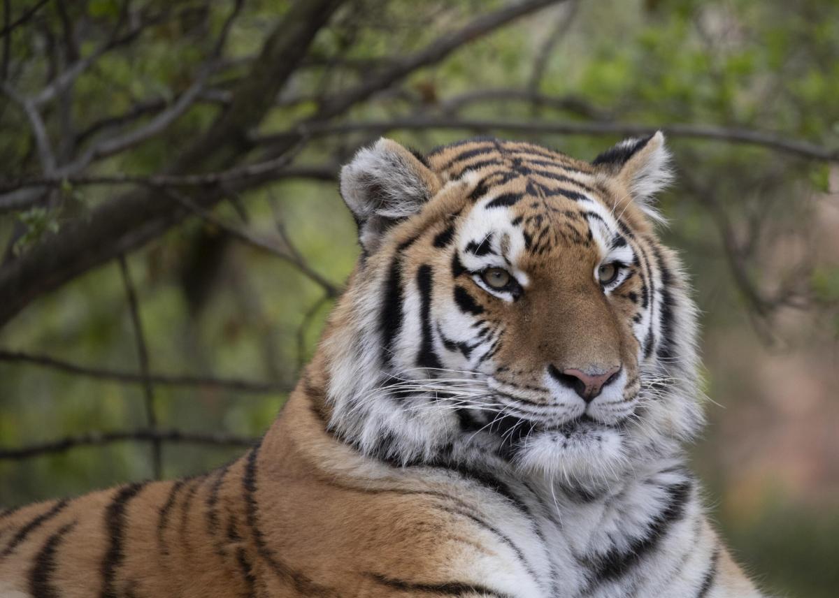 Zoo illegale di animali esotici in Messico 8 arresti