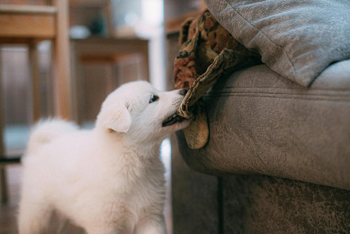 Perché il mio cane morde tutto? Significato e quando intervenire