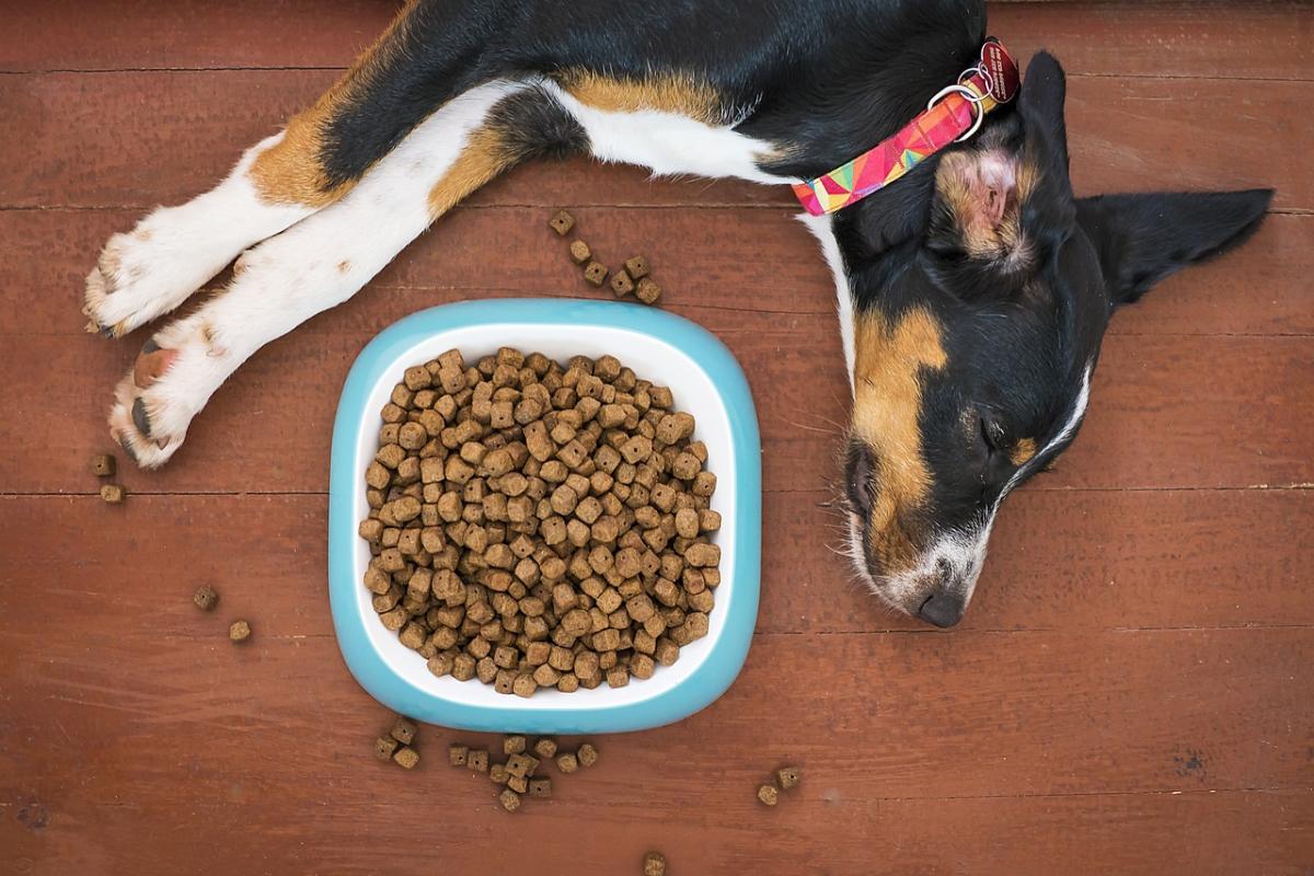 Dieta casalinga per il cane, vantaggi e svantaggi