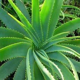 Succo di aloe vera: perché tutti lo bevono?