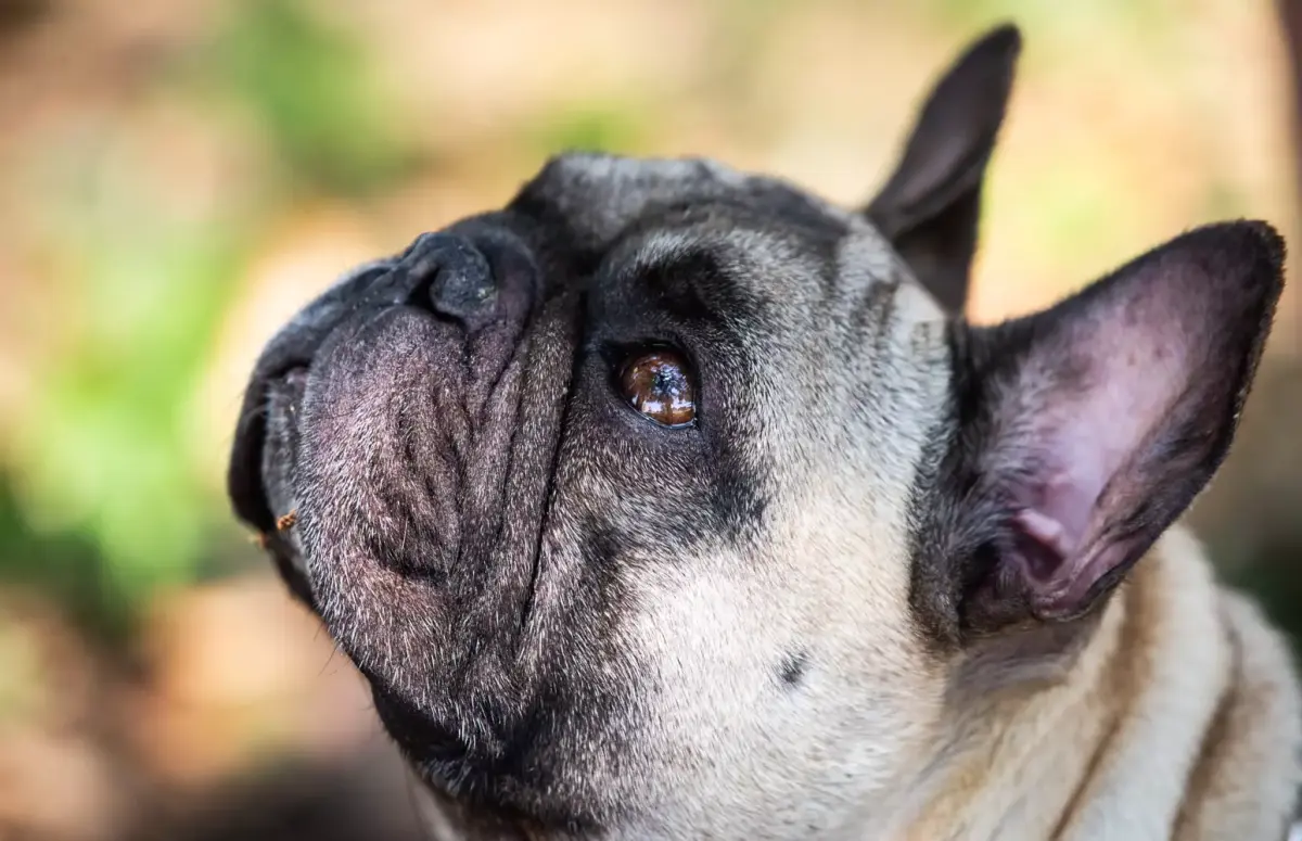 Oggi è la giornata mondiale del cane, ecco il suo significato