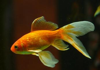 Come tenere un pesce rosso in casa con e senza acquario?