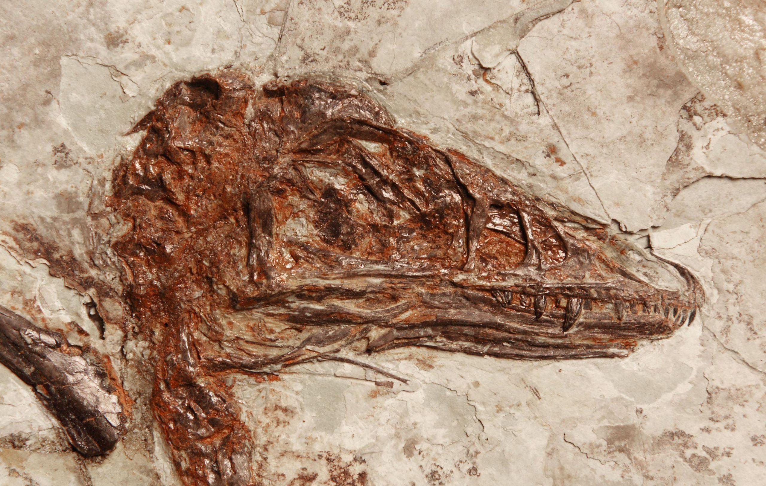 Cina, scoperto un raro fossile con il corpo di uccello e il cranio da dinosauro